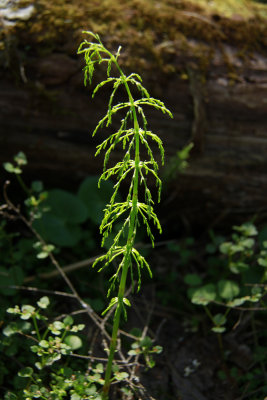 Equisetum sylvaticum (Woodland Horsetail)