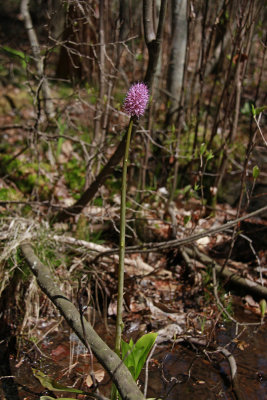 Helonias bullata- Swamp Pink