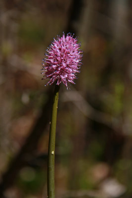 Helonias bullata- Swamp Pink