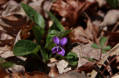 Viola 