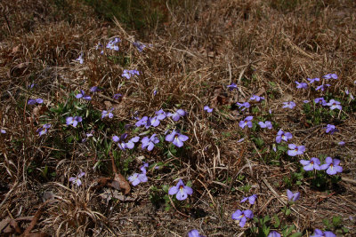 Viola pedata- Bird foot Violet
