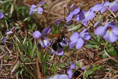 Viola pedata- Bird foot Violet