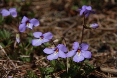 Viola pedata- Bird foot Violet