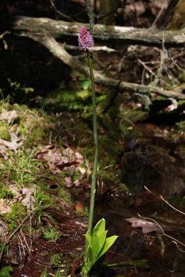 Helonias bullata- Swamp Pink