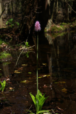 Helonias bullata- Swamp Pink