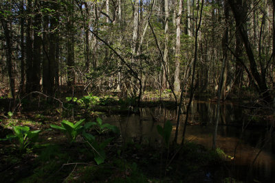 Swamp Pink habitat