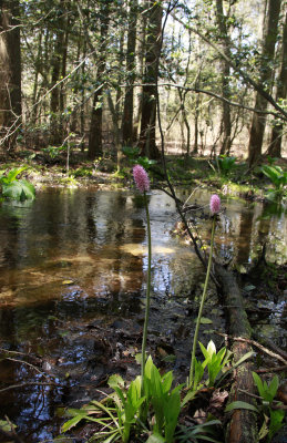 Helonias bullata- Swamp Pink
