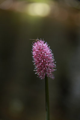 Helonias bullata- Swamp Pink