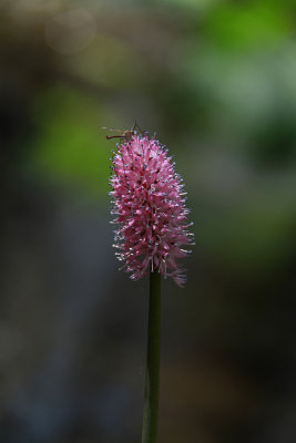 Helonias bullata- Swamp Pink