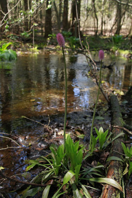Helonias bullata- Swamp Pink