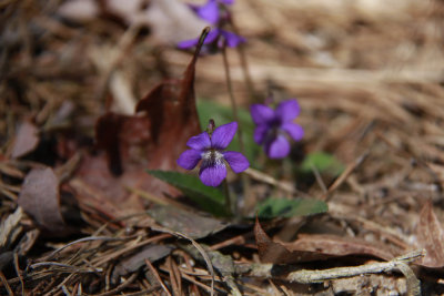 _MG_0657.jpg
