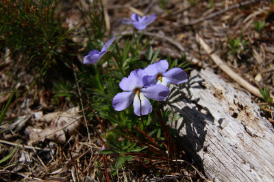Viola pedata- Bird Foot Violet