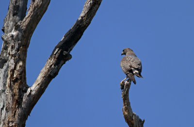 Broad-winged Hawk with prey
