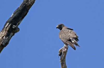 Broad-winged Hawk with prey
