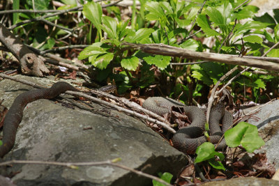 Northern Watersnakes
