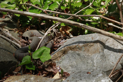 Northern Watersnakes