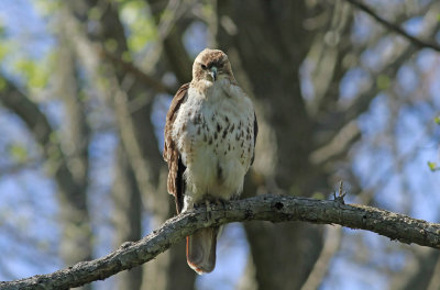 Red-tailed Hawk