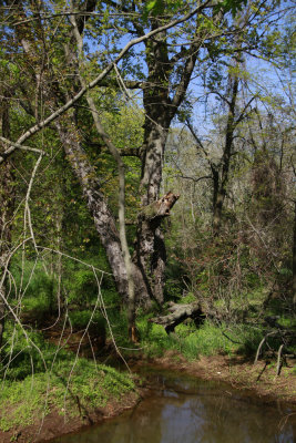 Large, old Sugar Maple