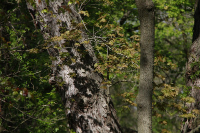 Large, old Sugar Maple