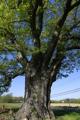 Huge old White Oak