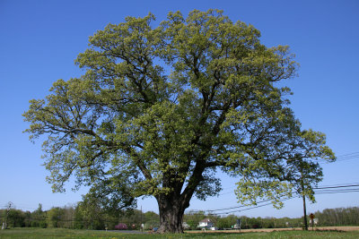 Huge old White Oak