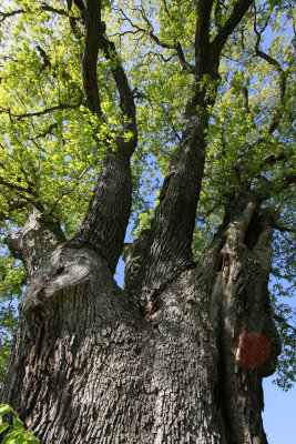 Huge old White Oak