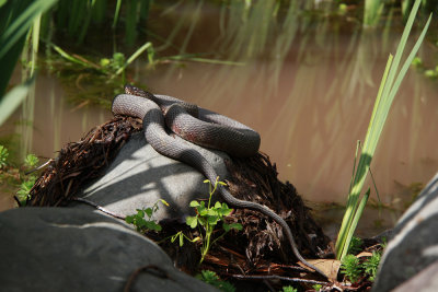 Nothern Watersnake