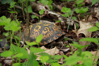 Eastern Box Turtle