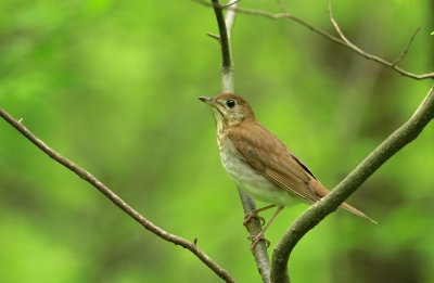 Veery