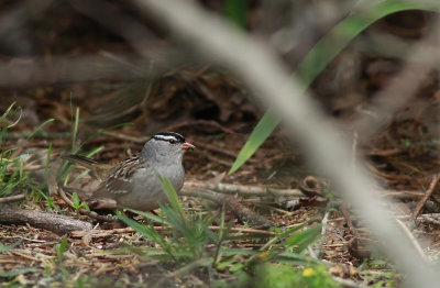 White-crowned Sparrow