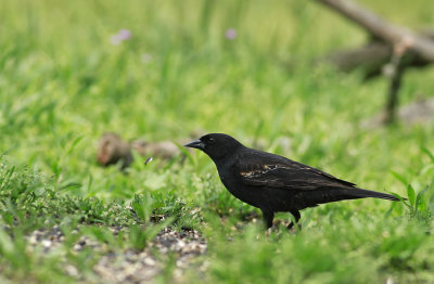 Red-winged Blackbird