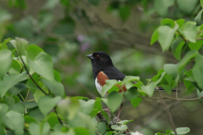 Eastern Towhee