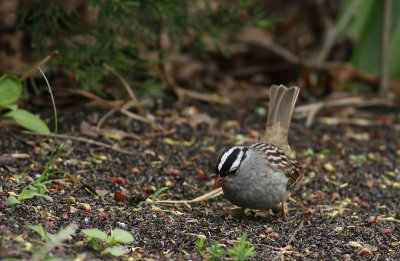 White-crowned Sparrow