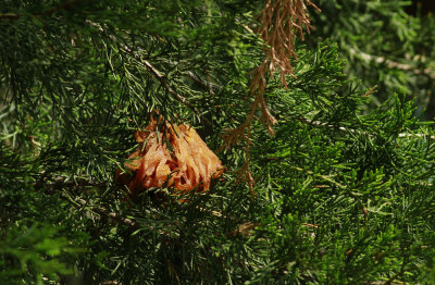 Cedar Apple Rust gall