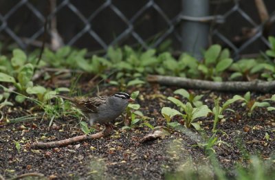 White-crowned Sparrow