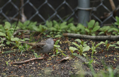 White-crowned Sparrow