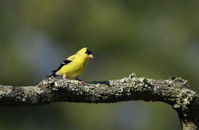 American Goldfinch