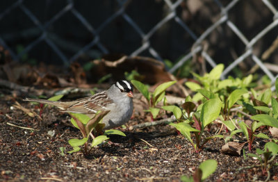 White-crowned Sparrow