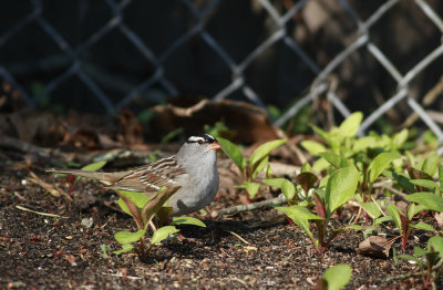 White-crowned Sparrow