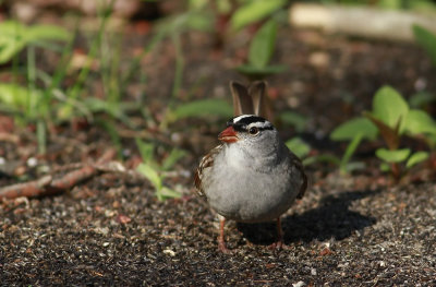 White-crowned Sparrow