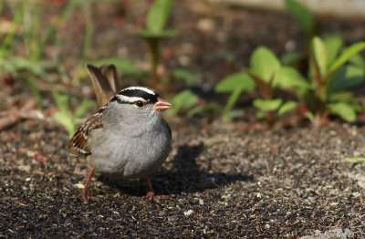 White-crowned Sparrow