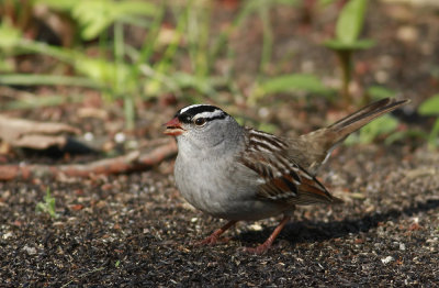 White-crowned Sparrow