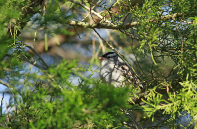 White-crowned Sparrow