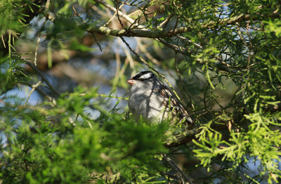 White-crowned Sparrow