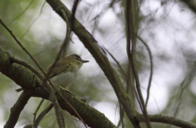 Red-eyed Vireo