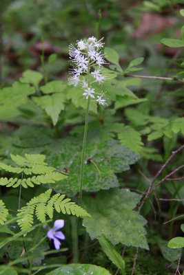 Tiarella cordifolia- Foamflower