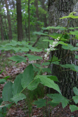 Smilacina racemosa- False Solomon's Seal