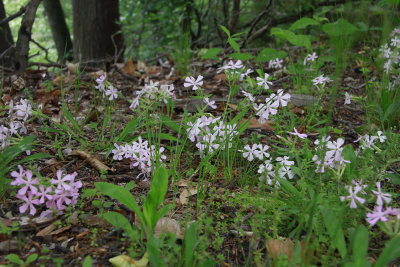 Silene caroliniana ssp. pensylvanica- Sticky Catchfly