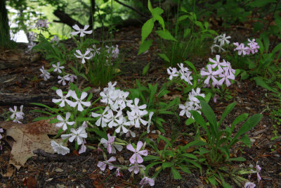 Silene caroliniana ssp. pensylvanica- Sticky Catchfly