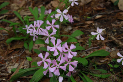 Silene caroliniana ssp. pensylvanica- Sticky Catchfly